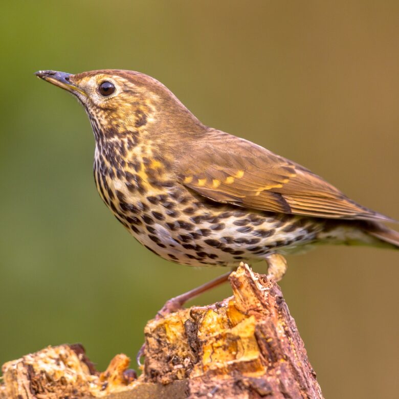Song Thrush perched on log